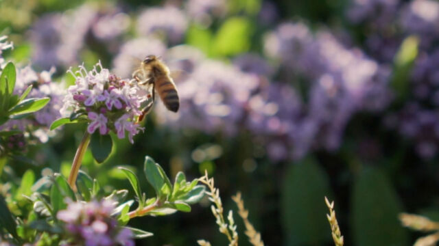 Farm Ep 01 Bees of San Felice