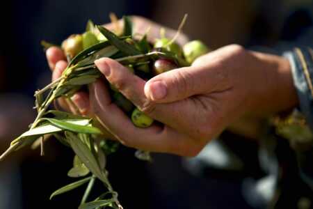 Fresh olives and hands