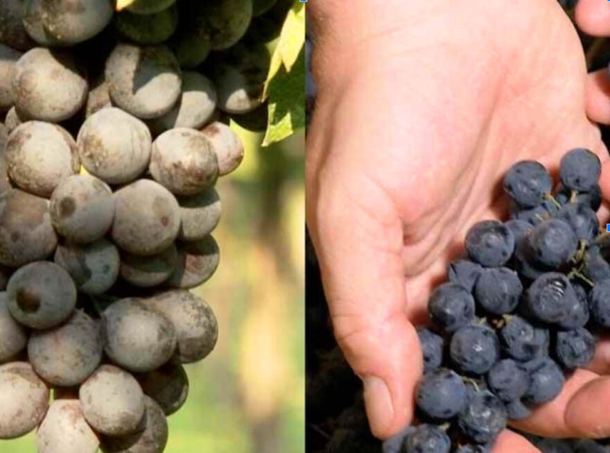 Veneto: Corvina grape varietal